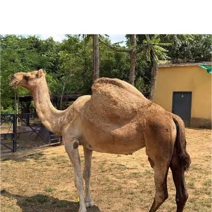 Help In Suffering Camel Rescue Centre Sponsorship Report 2025