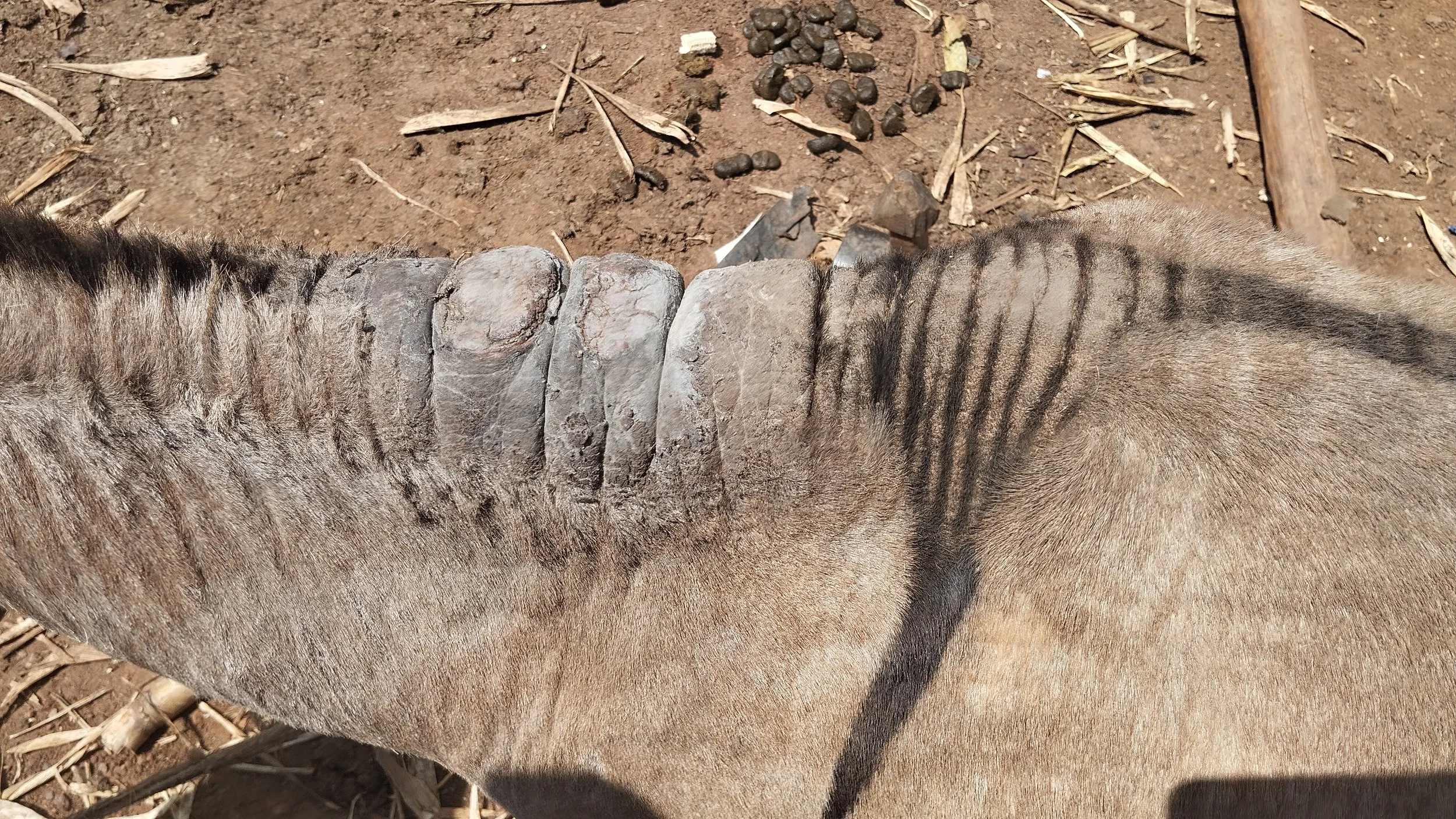 4.  yoke wound on healing.jpg