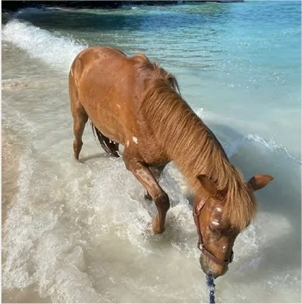 Stud Horse Riding &amp; Rescue Sponsorship Report 2025