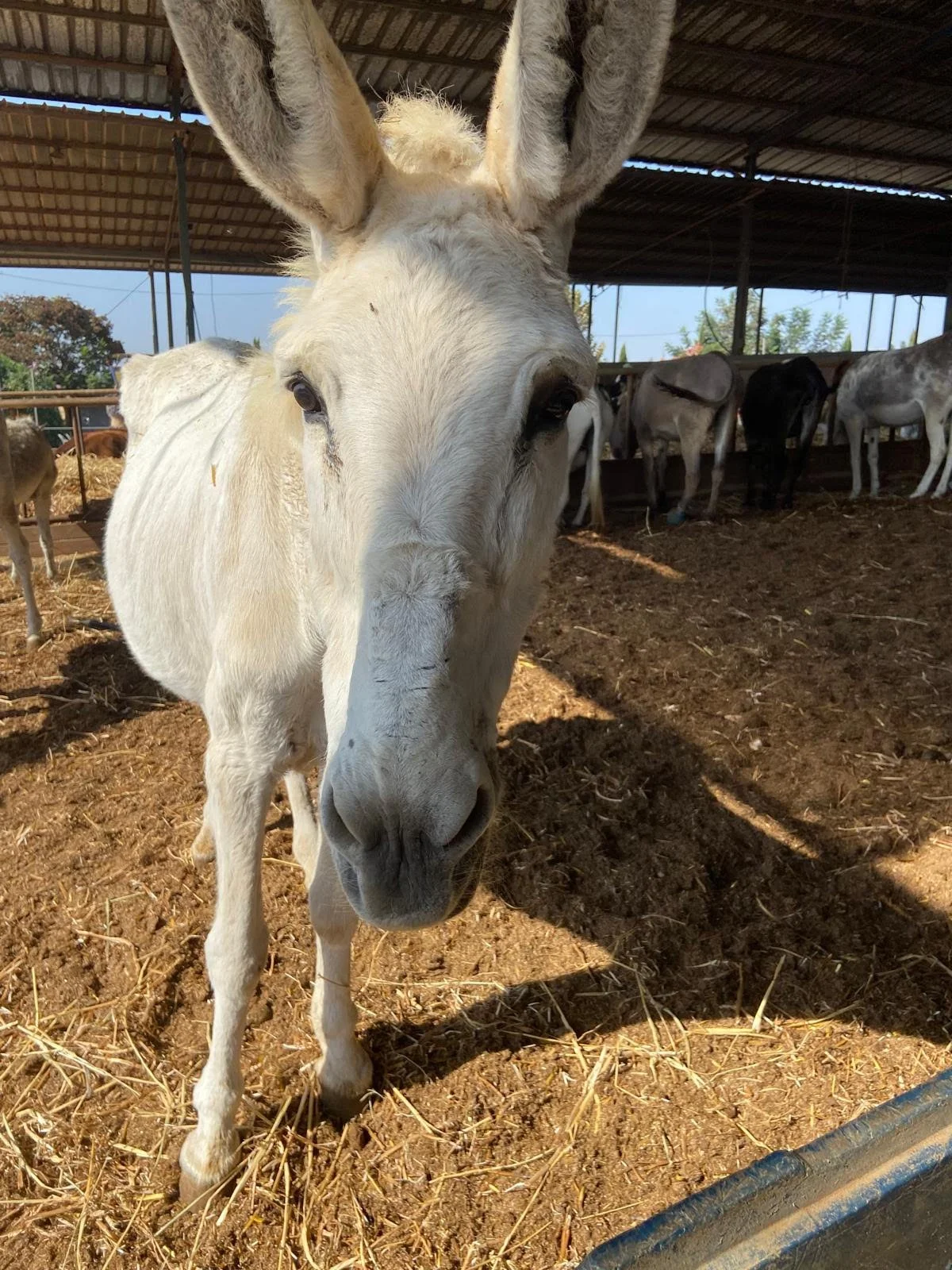 Safety, Peace &amp; Dignity: The Israeli Sanctuary that Heals Rescued Donkeys