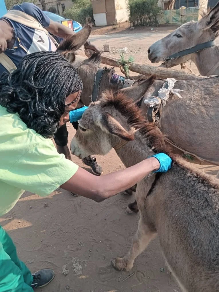 Deworming at Libuyu Market (1).jpg