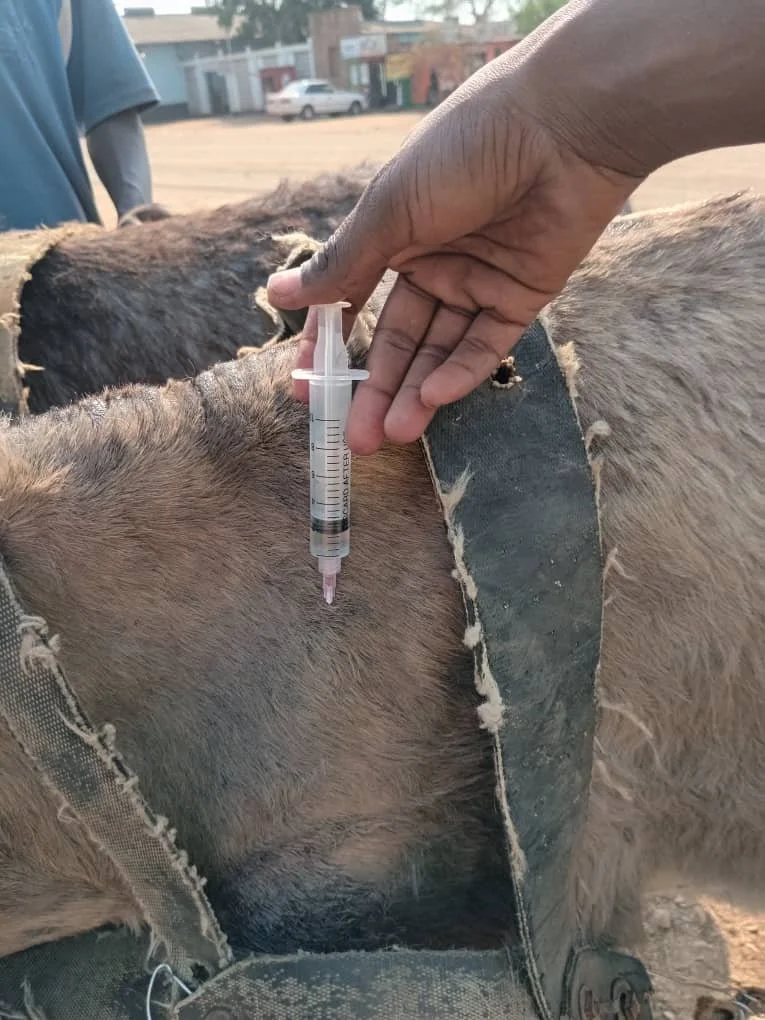 Deworming at Libuyu Market .jpg