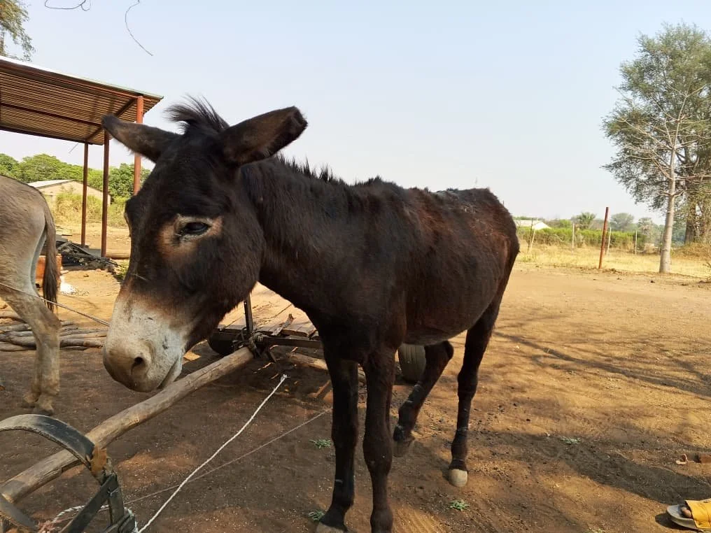 Creating a More Humane Zambia, One Donkey at a Time