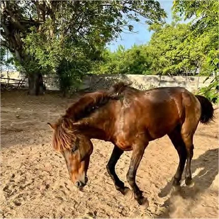 Horses of Gili Sponsorship Report 2025