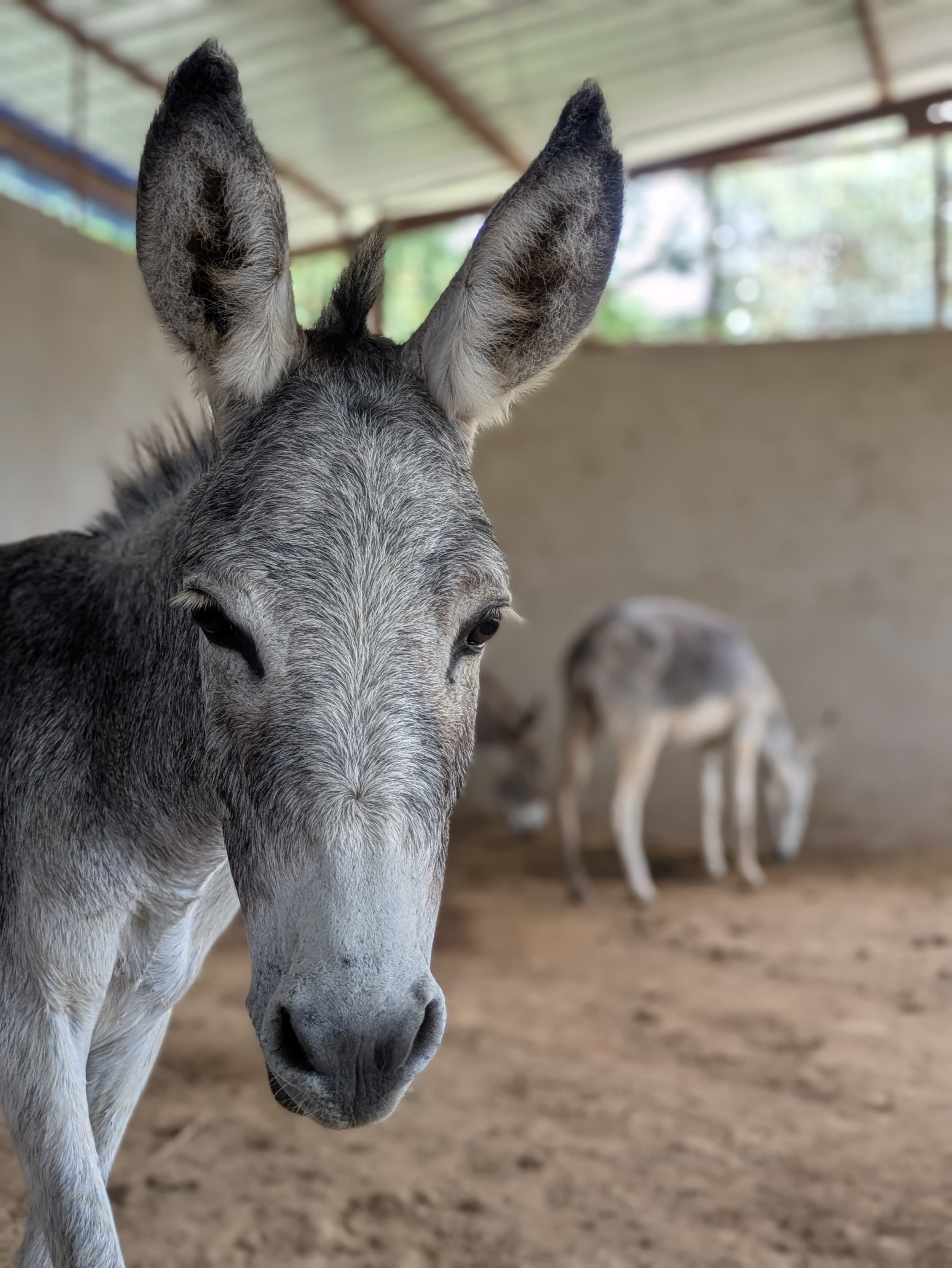 Meet the Special Donkeys Living at Our Partner Sanctuaries in India