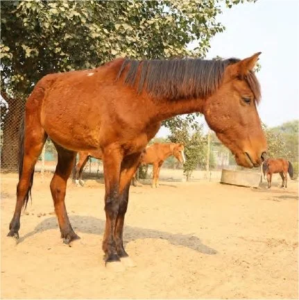 Friendicoes Gurgaon Sanctuary Sponsorship Report 2025