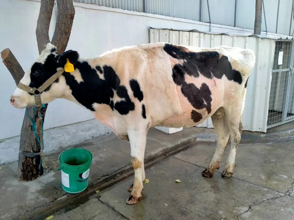 Copy of WhatsApp Image 2025-11-17 at 11.54.54 PM(2).jpeg