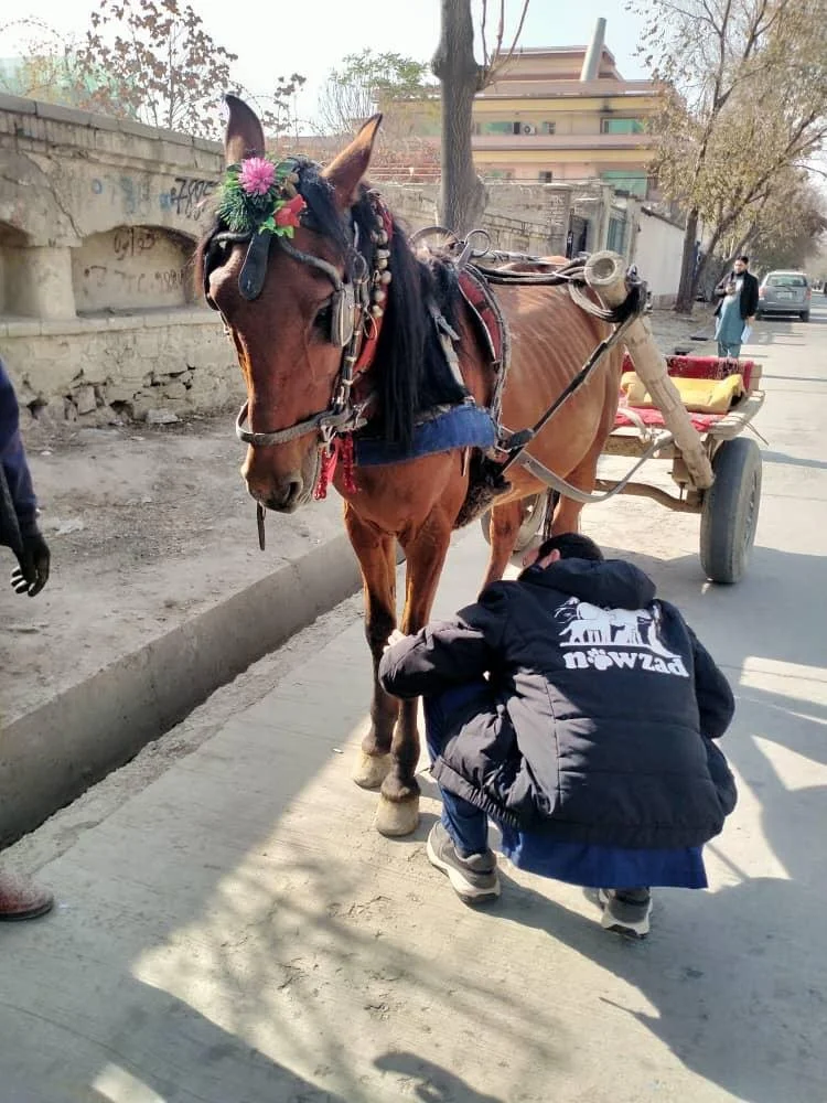 Dedicated Vet Team Changing the Lives of Animals in Afghanistan