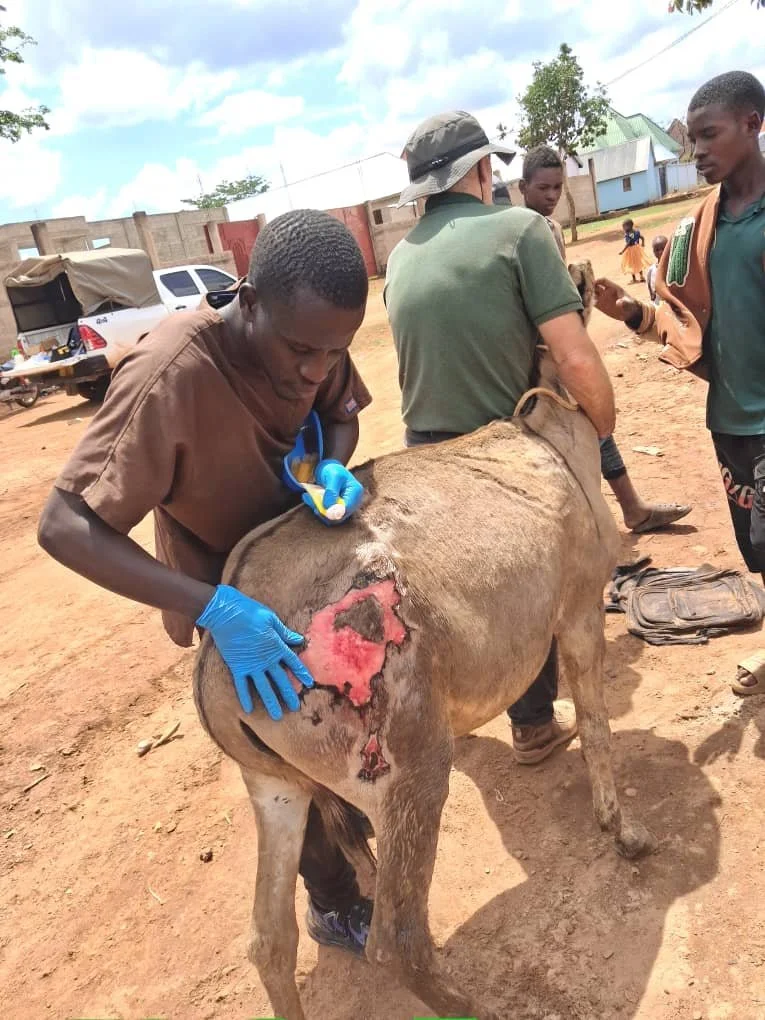 5.During disnctection and gel application.jpeg