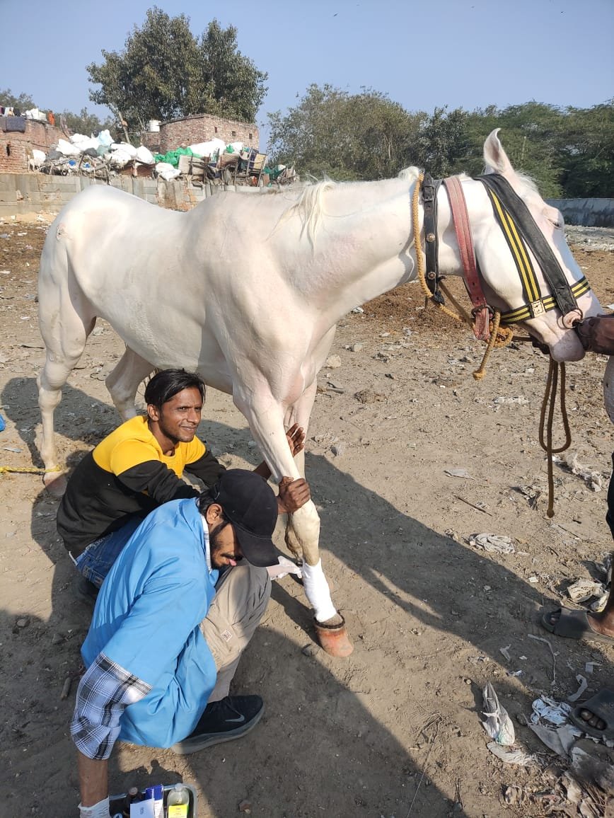 R foreleg.jpg