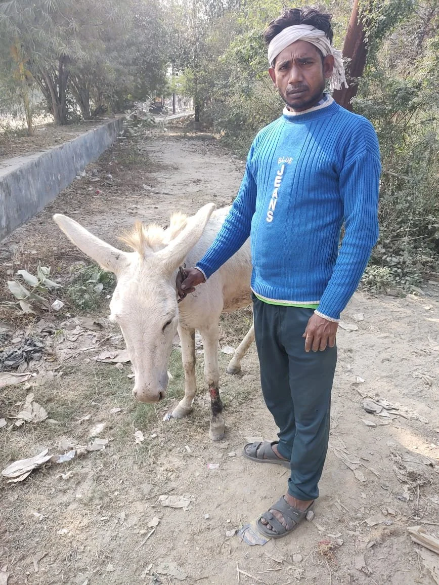 donkey wound 1.jpg