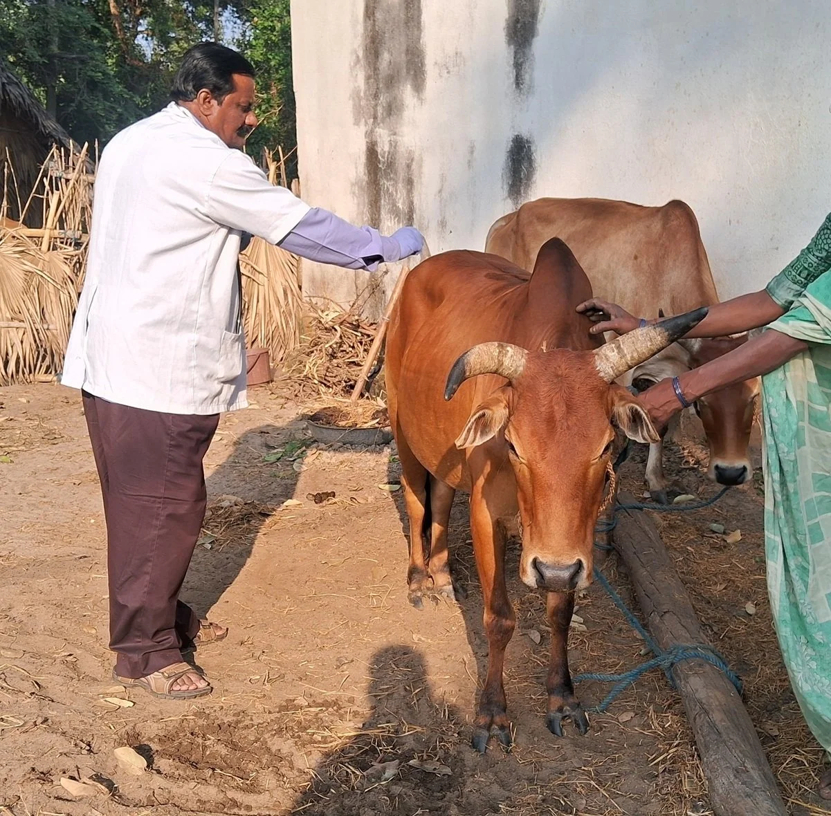 Improving Quality of Life for Horses &amp; Bullocks in India