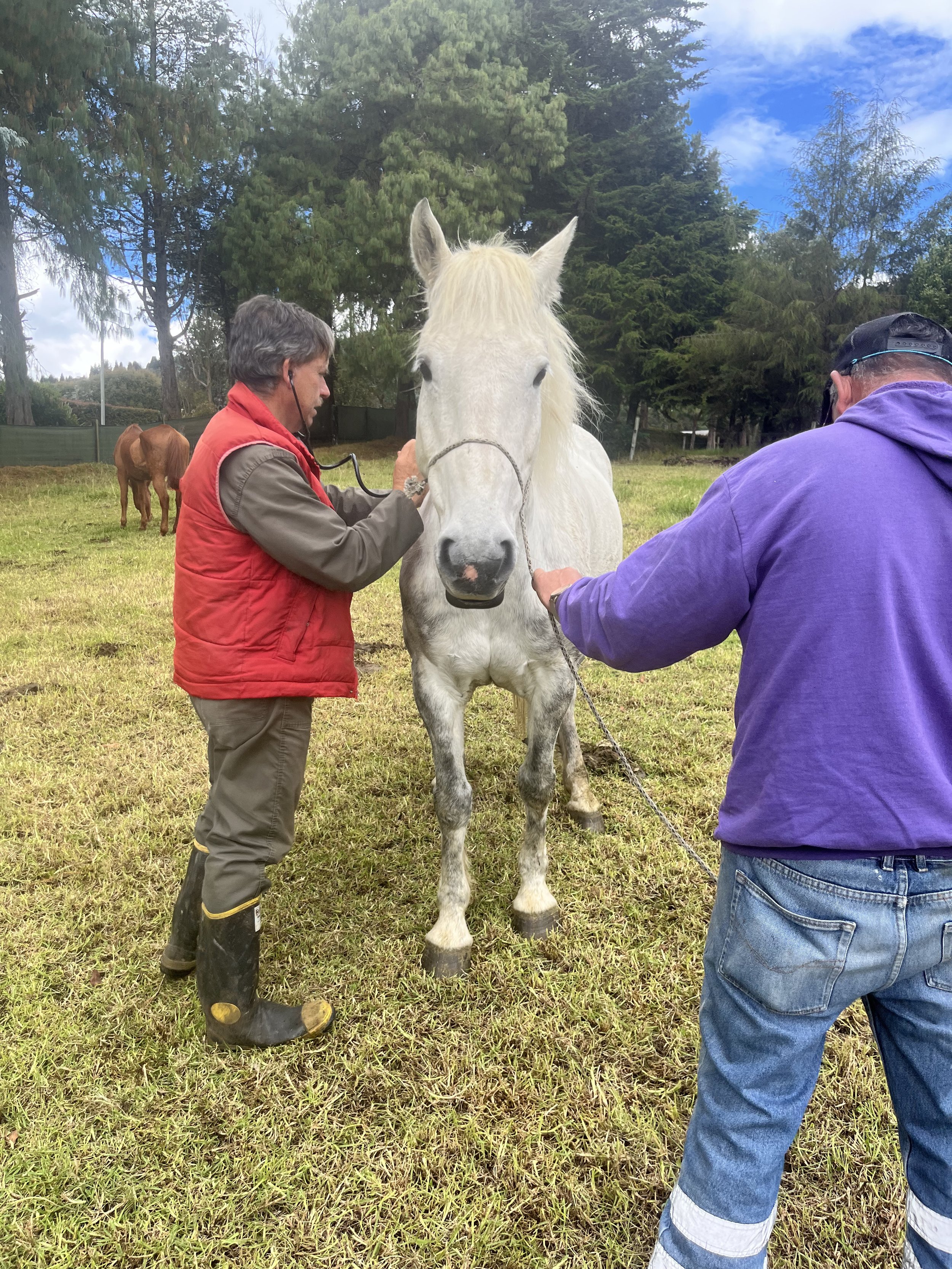 Offering Hope for Working Animals in Colombia