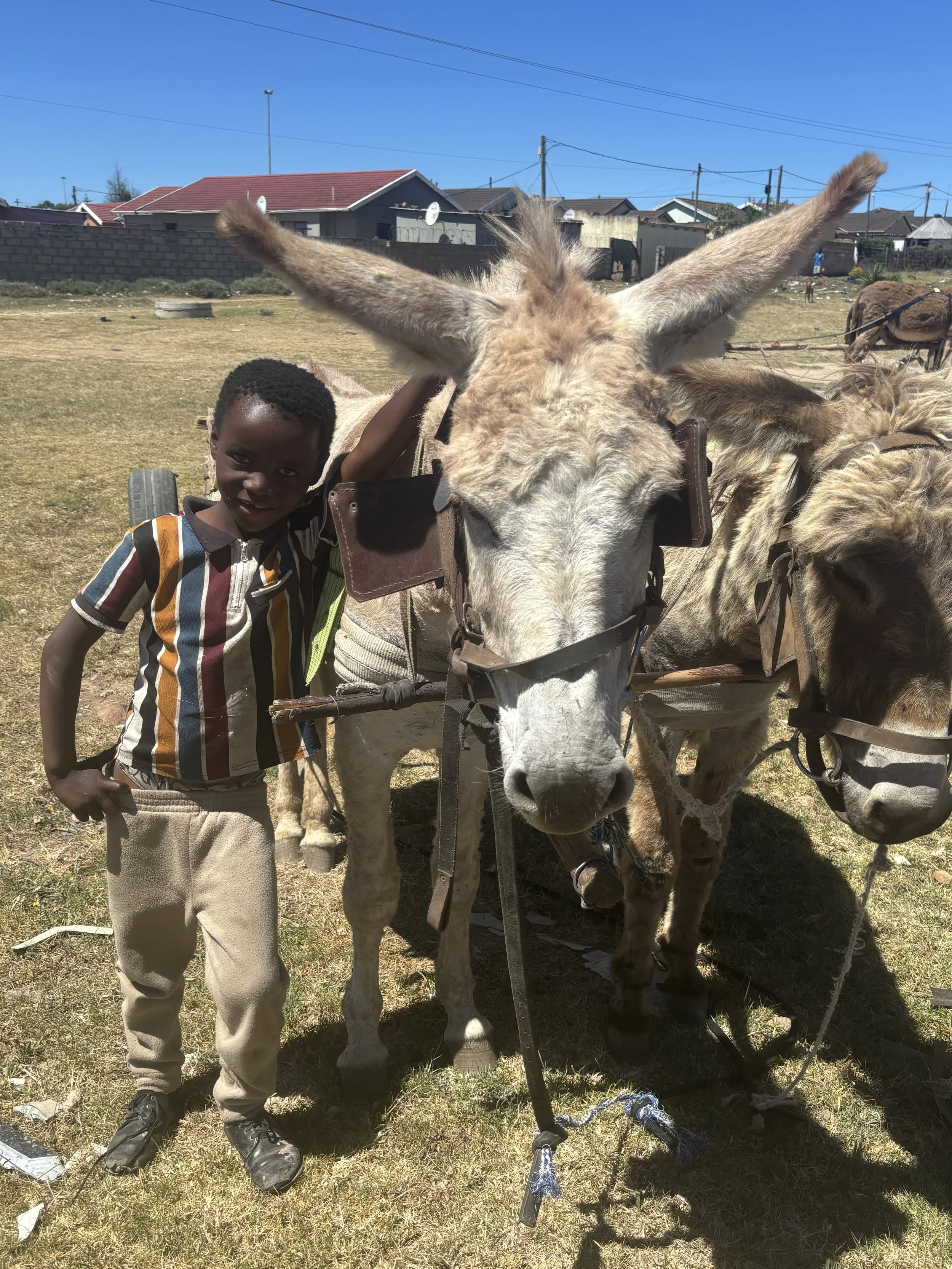 Dedicated Care Improves Working Animal Welfare in South Africa