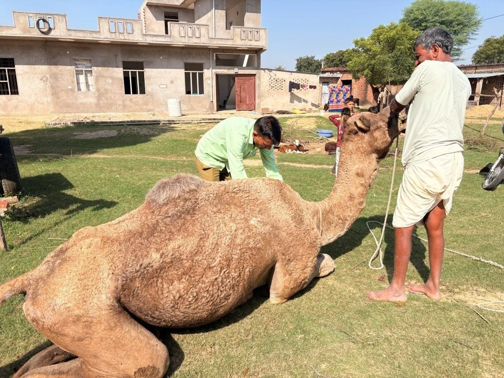 Providing Care &amp; Dignity for India’s Working Camels