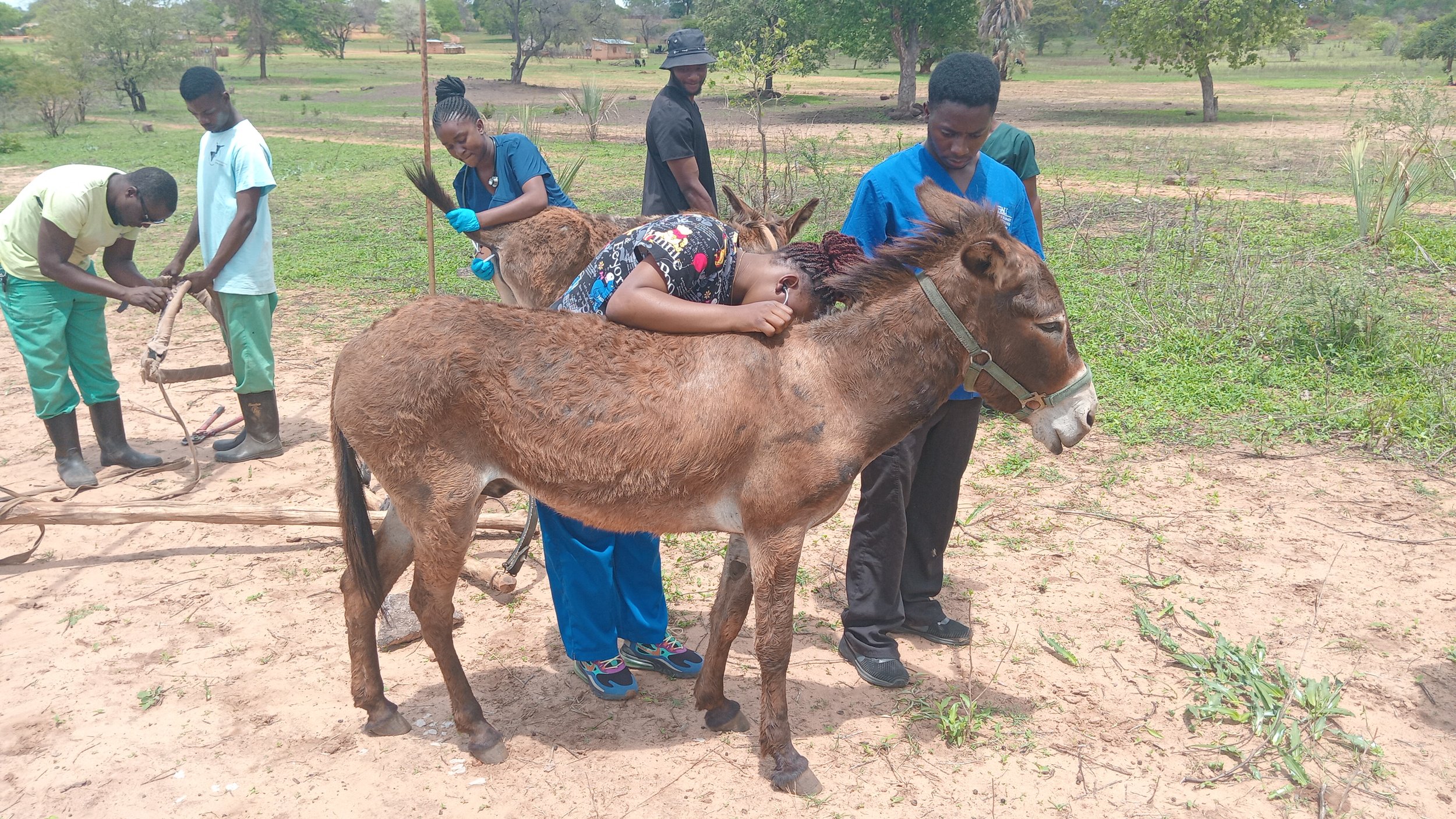 Alleviating suffering for zambia’s working donkeys