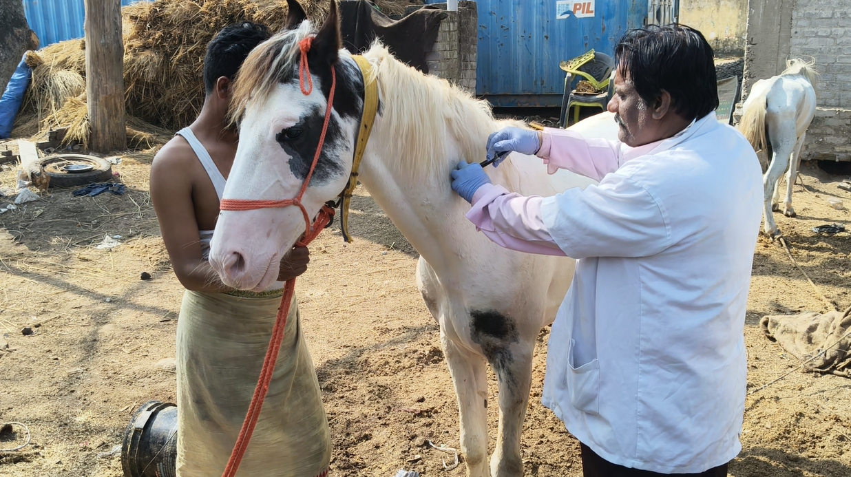 Providing horses &amp; bullocks with  the care, respect &amp; dignity they deserve