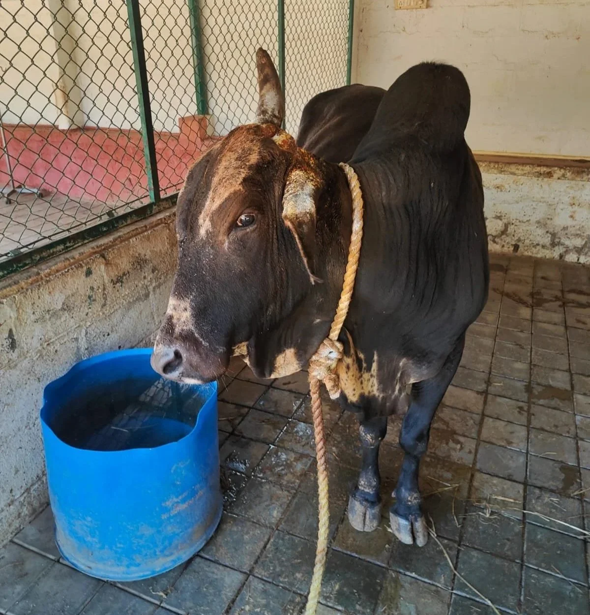 Hope &amp; healing for abandoned, injured or neglected animals