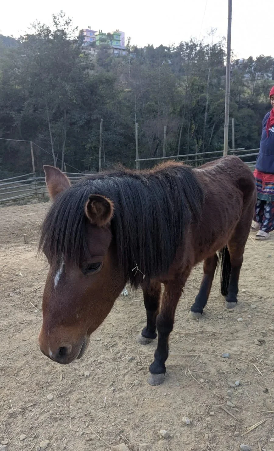 A Sad Passing + a fresh Sense of purpose at Animal Nepal’s Sanctuary