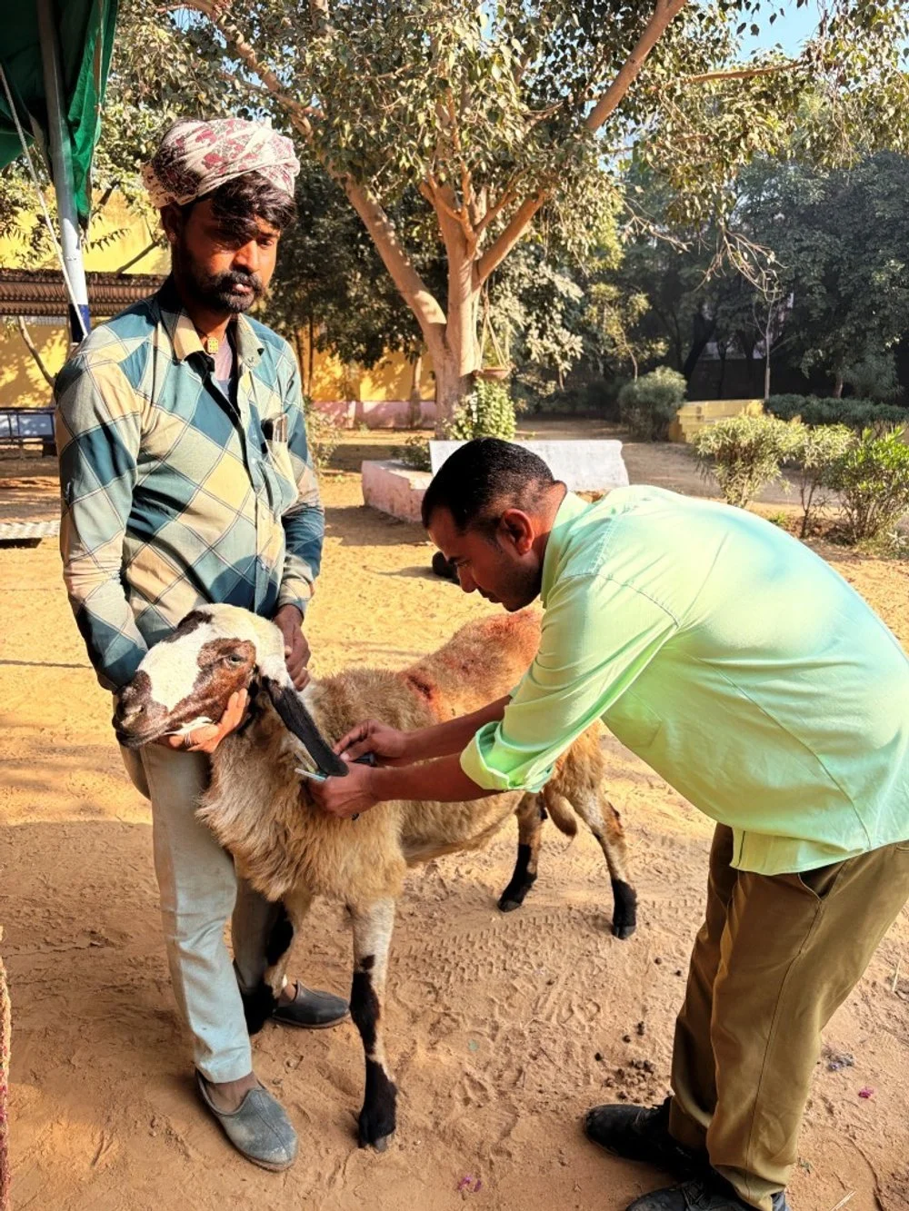 Hundreds of camels &amp; other animals benefit from dedicated veterinary Care