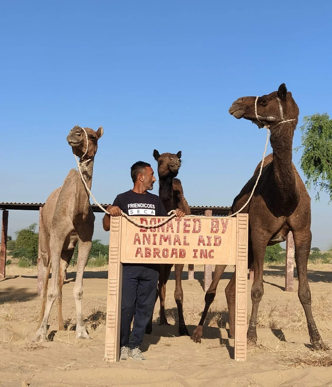creating a kinder world for former working camels