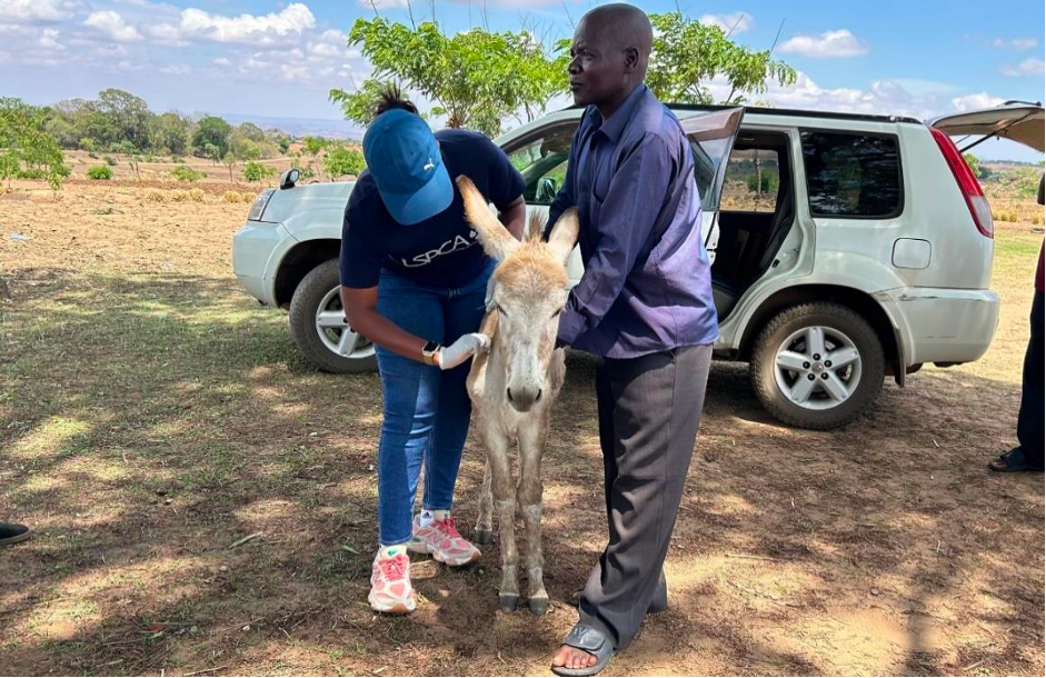 a bright outlook for donkey welfare in malawi