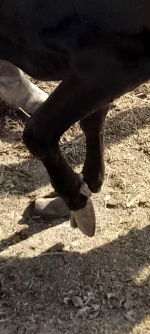 WhatsApp Image 2025-12-31 at 5.11.29 AM(2).jpeg