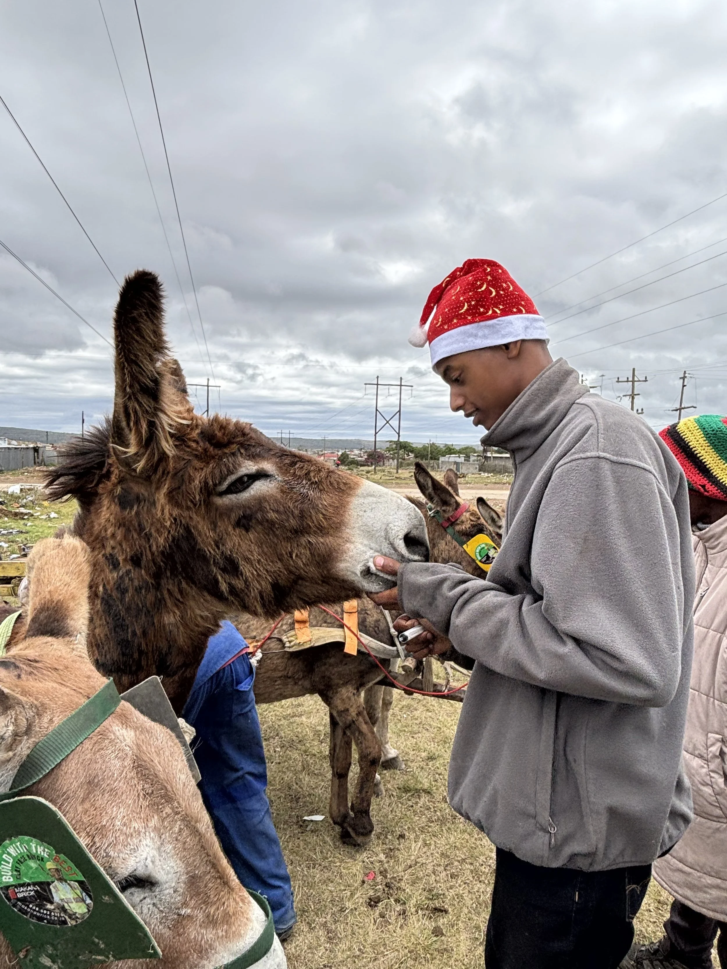 making great strides in working animal welfare in south africa