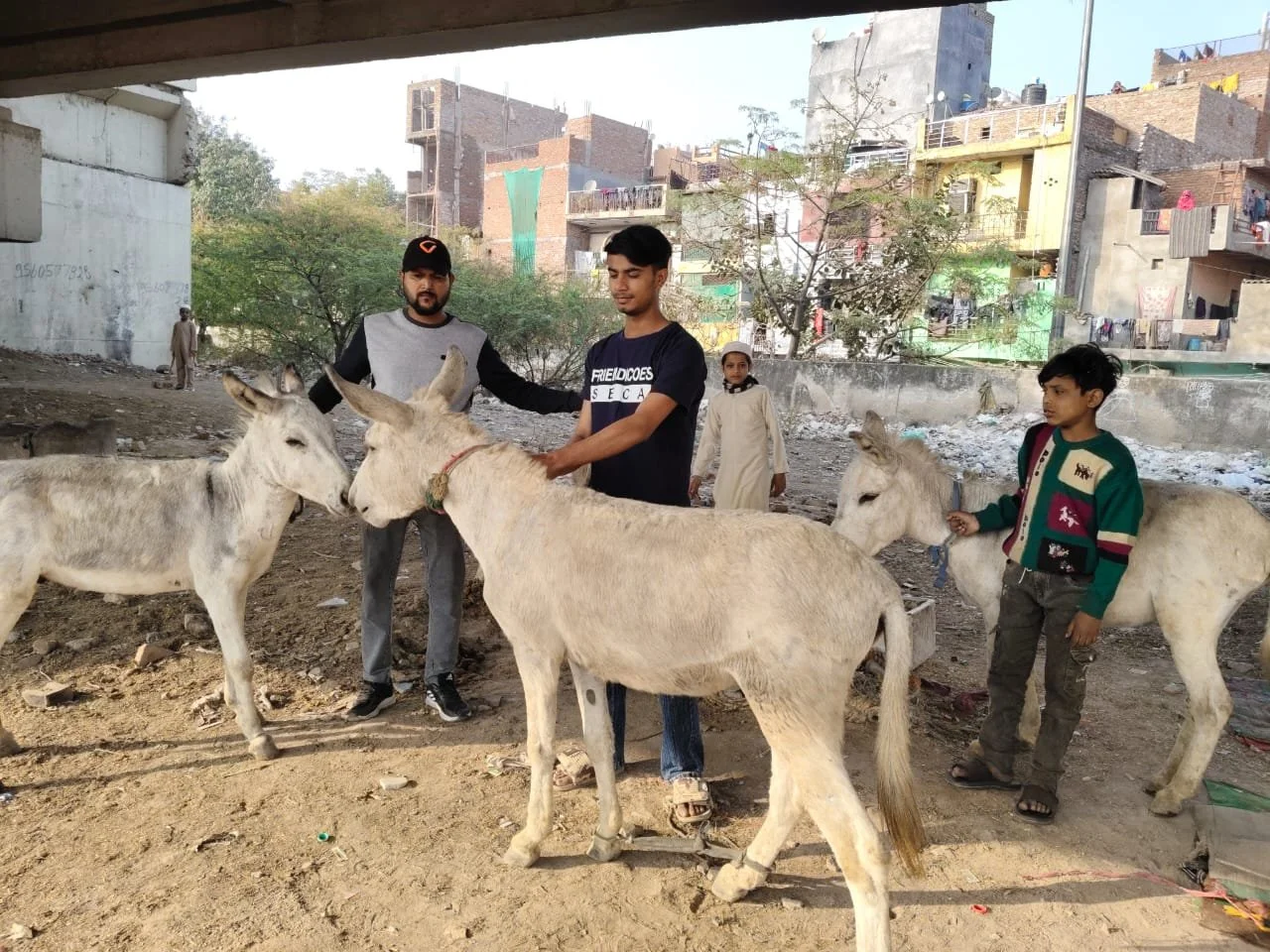 expanding our reach: assisting donkeys used for construction work in india