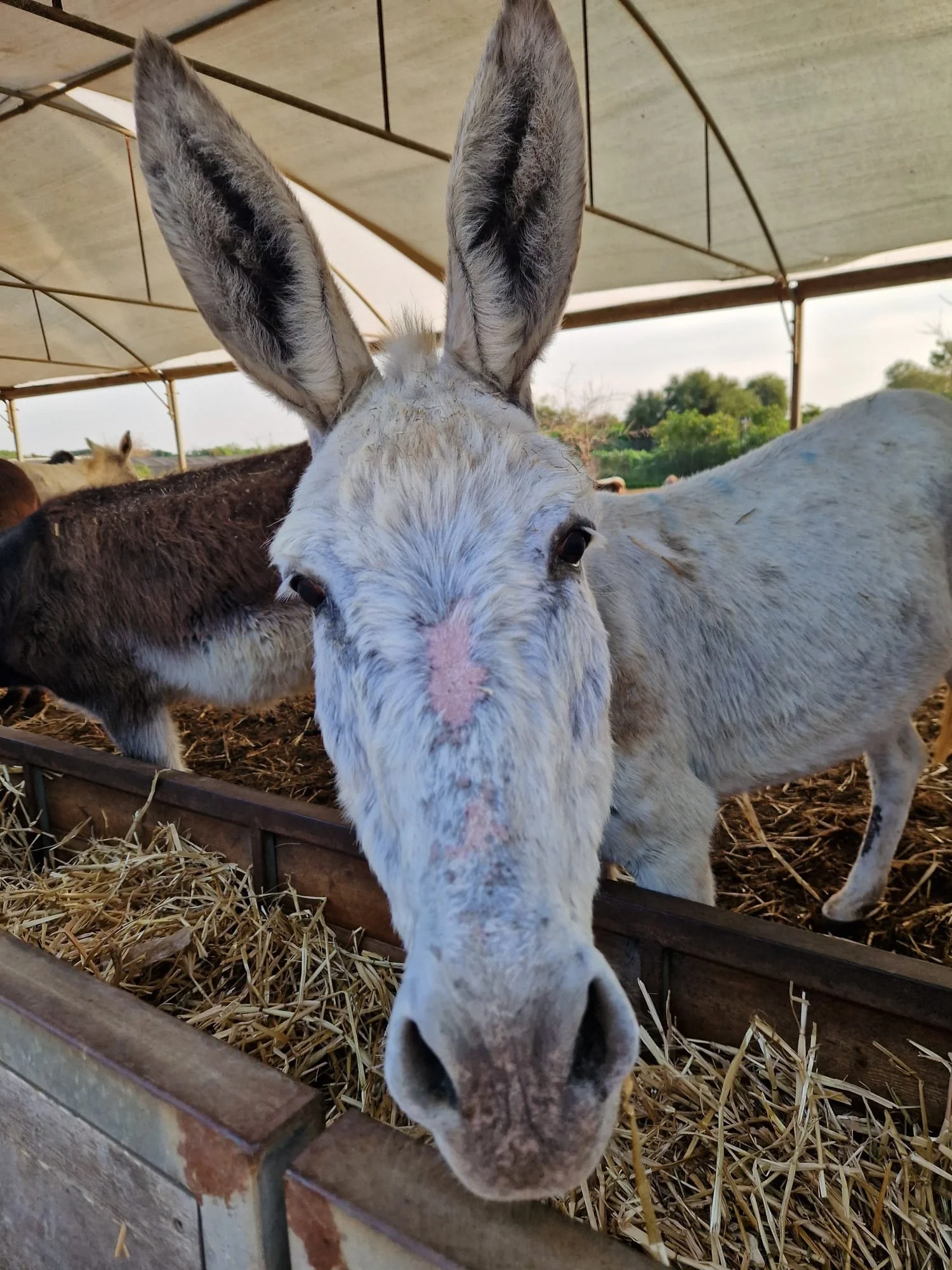 a second chance at life for rescued donkeys