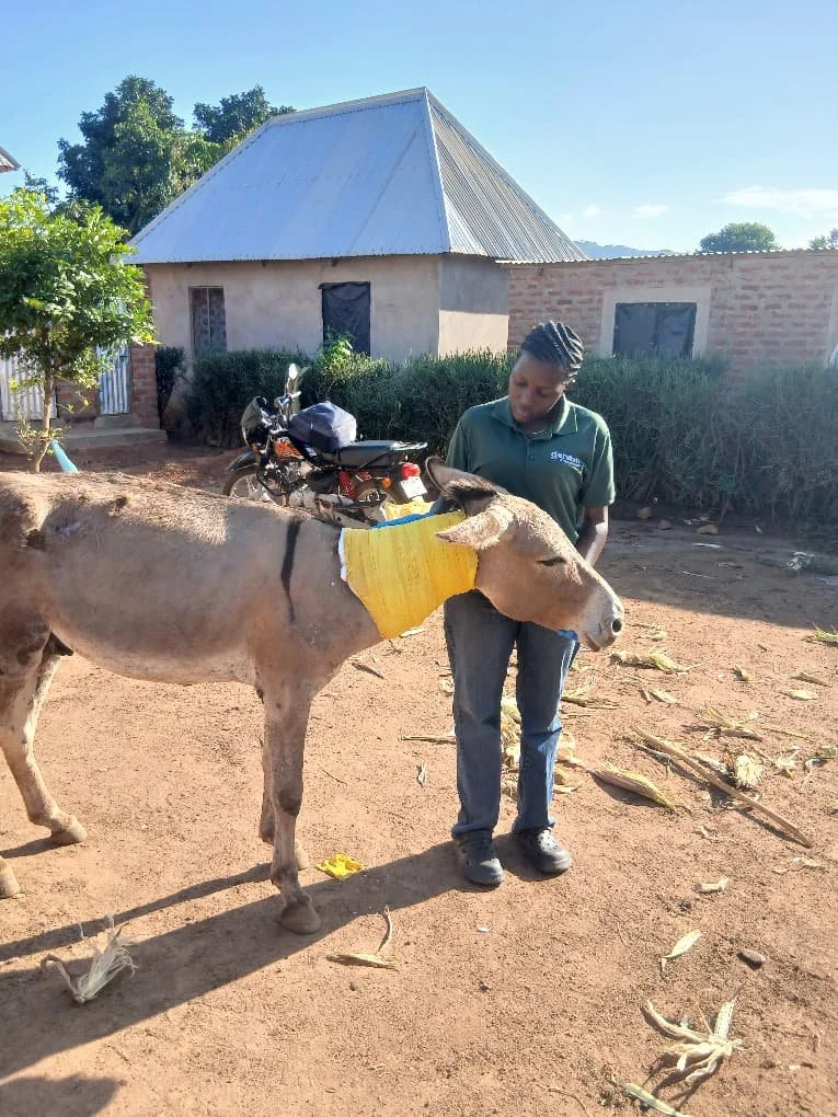 compassion and commitment leads to improved welfare for donkeys working in gold mines