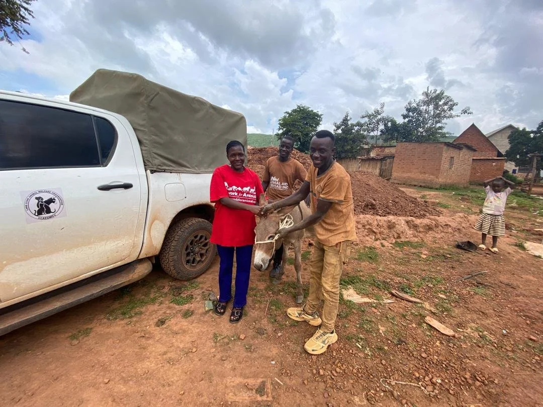 a new sanctuary rescuing and rehabilitating donkeys in tanzania