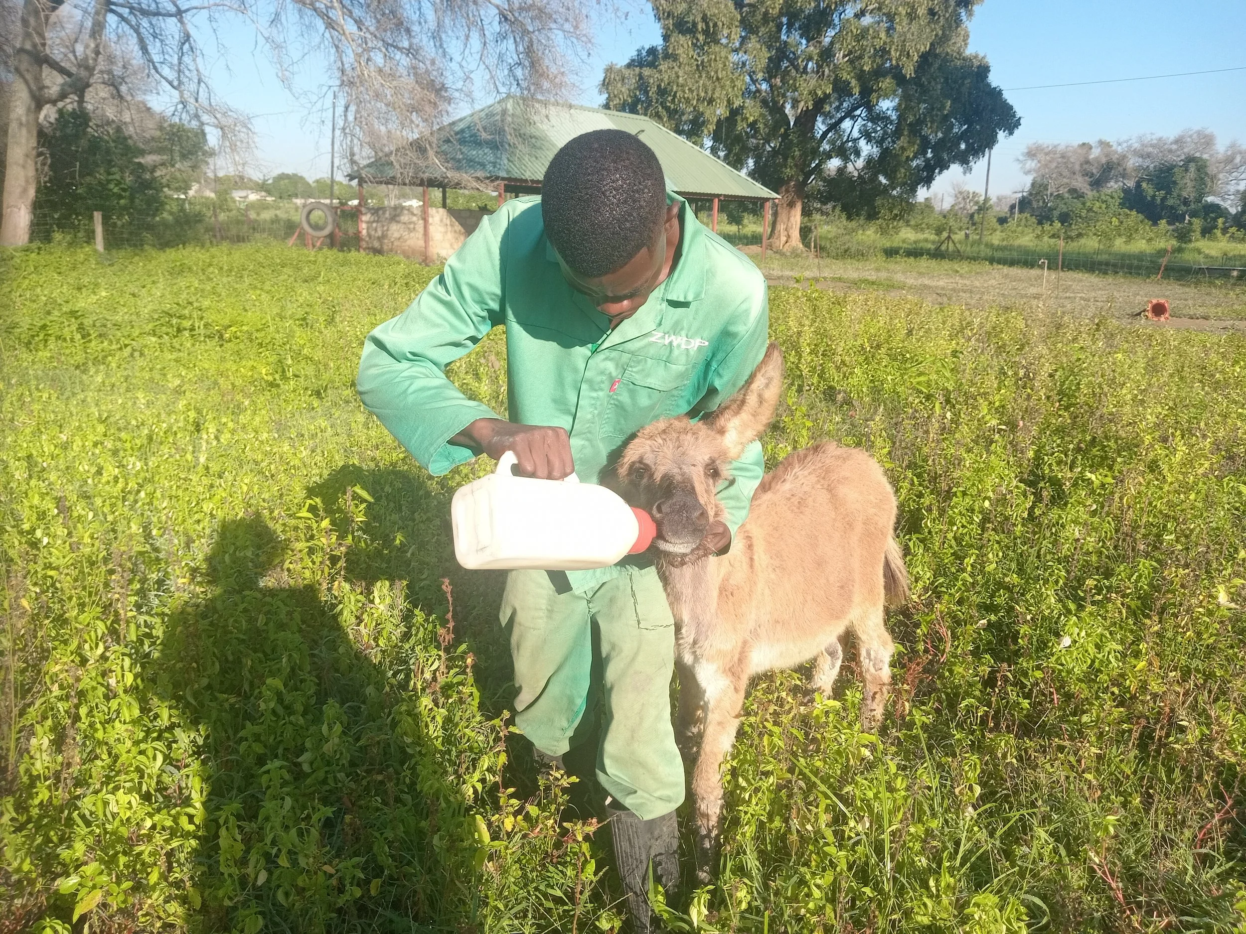 A tragic cruelty case + an orphaned donkey foal in need of dedicated care