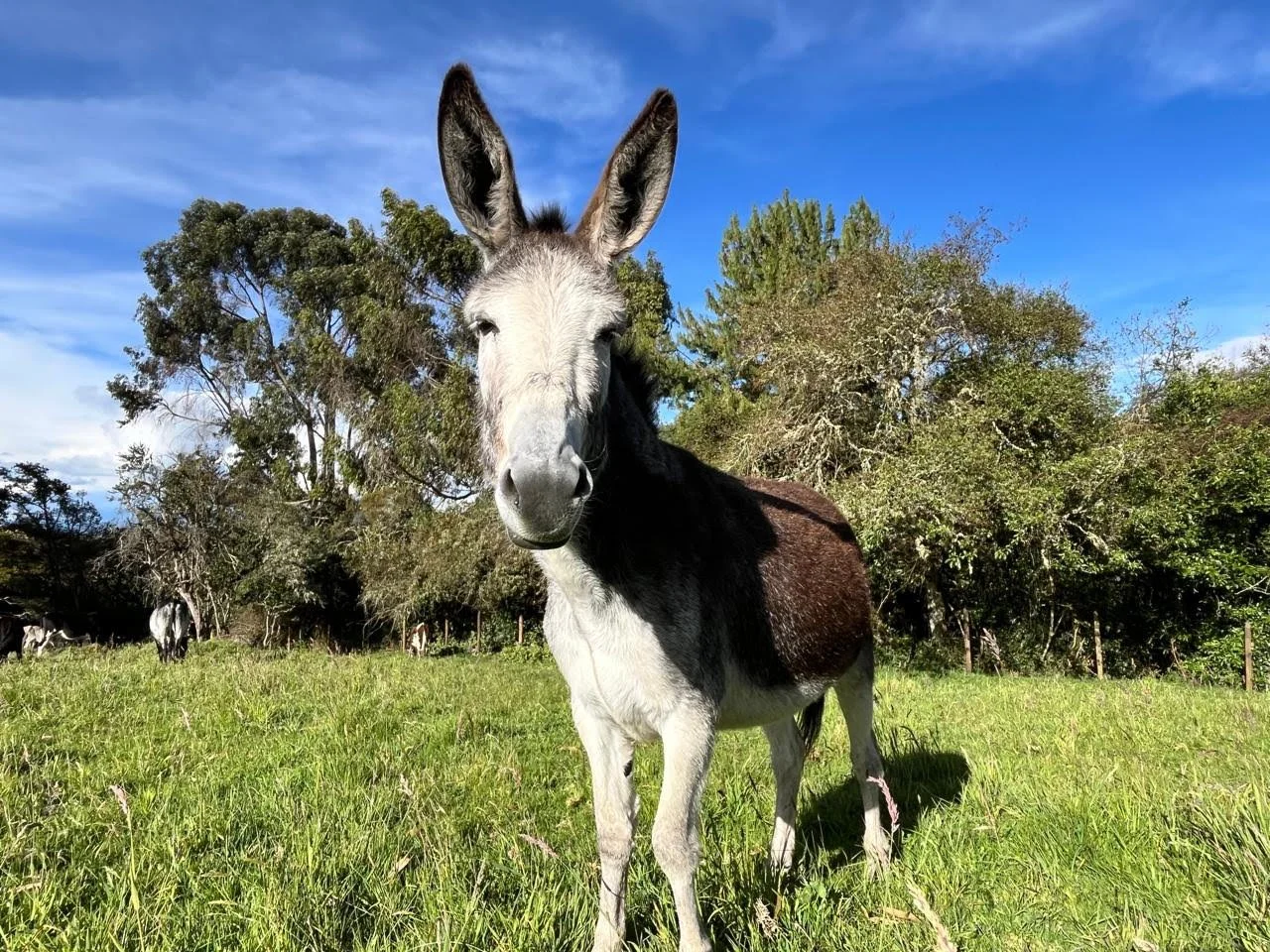 a new era for equine welfare in colombia