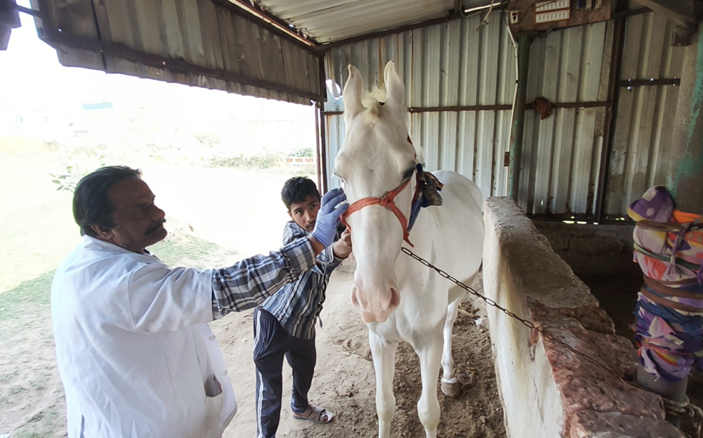 horses &amp; bullocks in rural india receive essential veterinary care