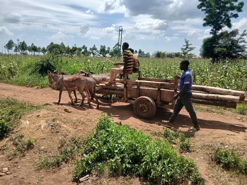 providing vet care for even more working donkeys in tanzania