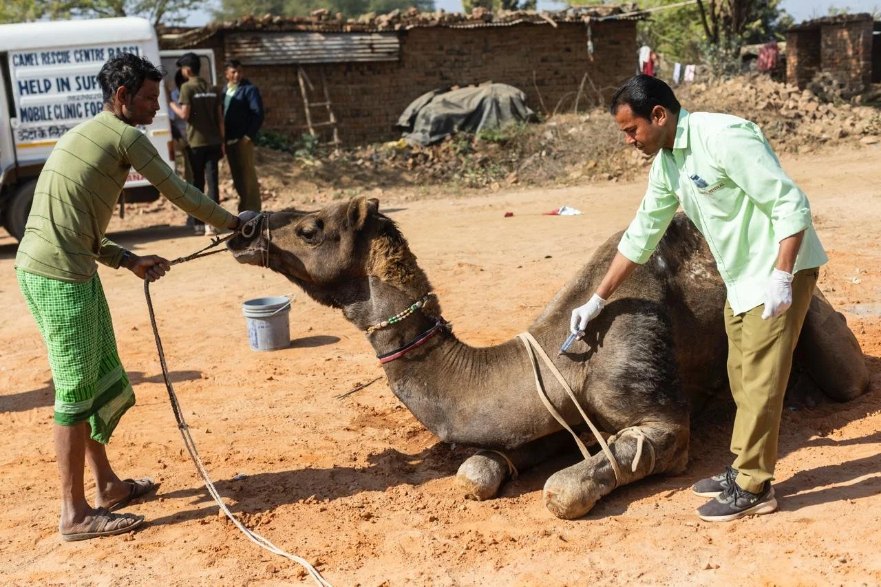 camels &amp; other animals find relief from pain, illness and suffering