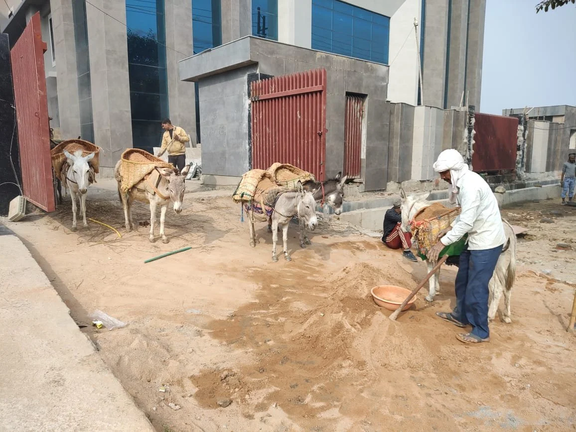 Too Heavy to Bear:Animals Used in India’s High-Rise Construction Industry&nbsp;