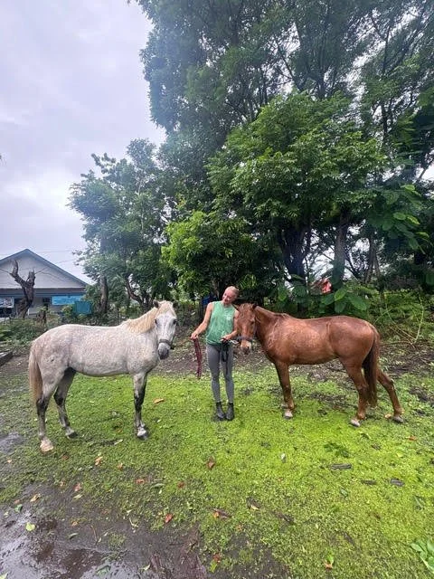 former rubbish-collection ponies embrace new lives of freedom &amp; adventure