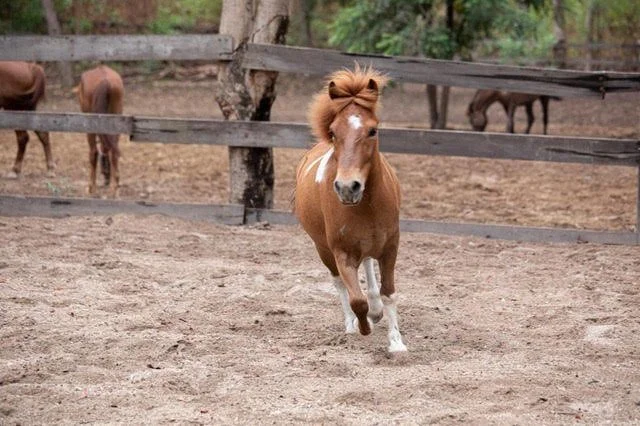 Meet our newest sponsored pony: Jerry-sausage