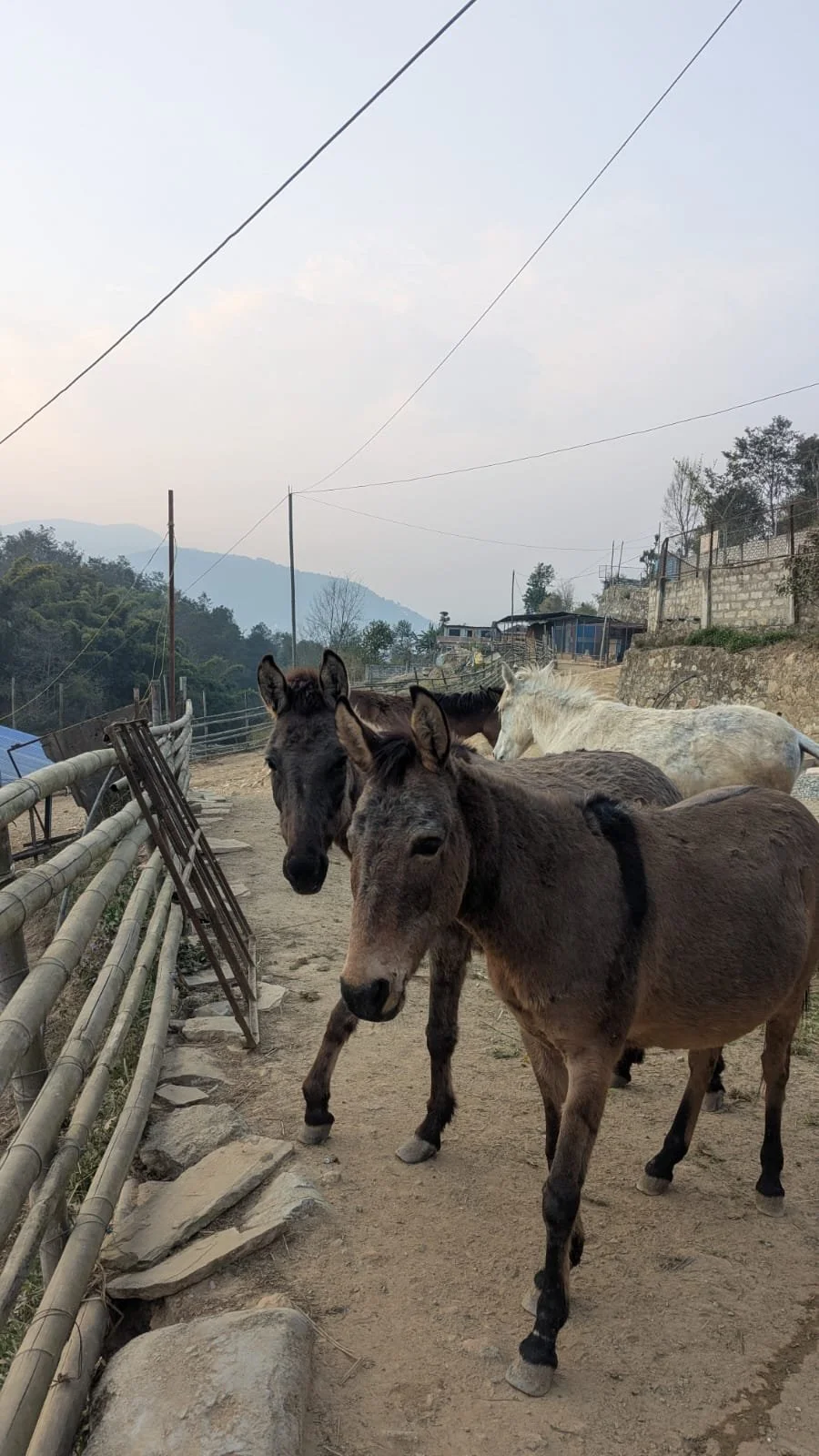 warmer days bring comfort &amp; wellbeing for rescued animals in nepal