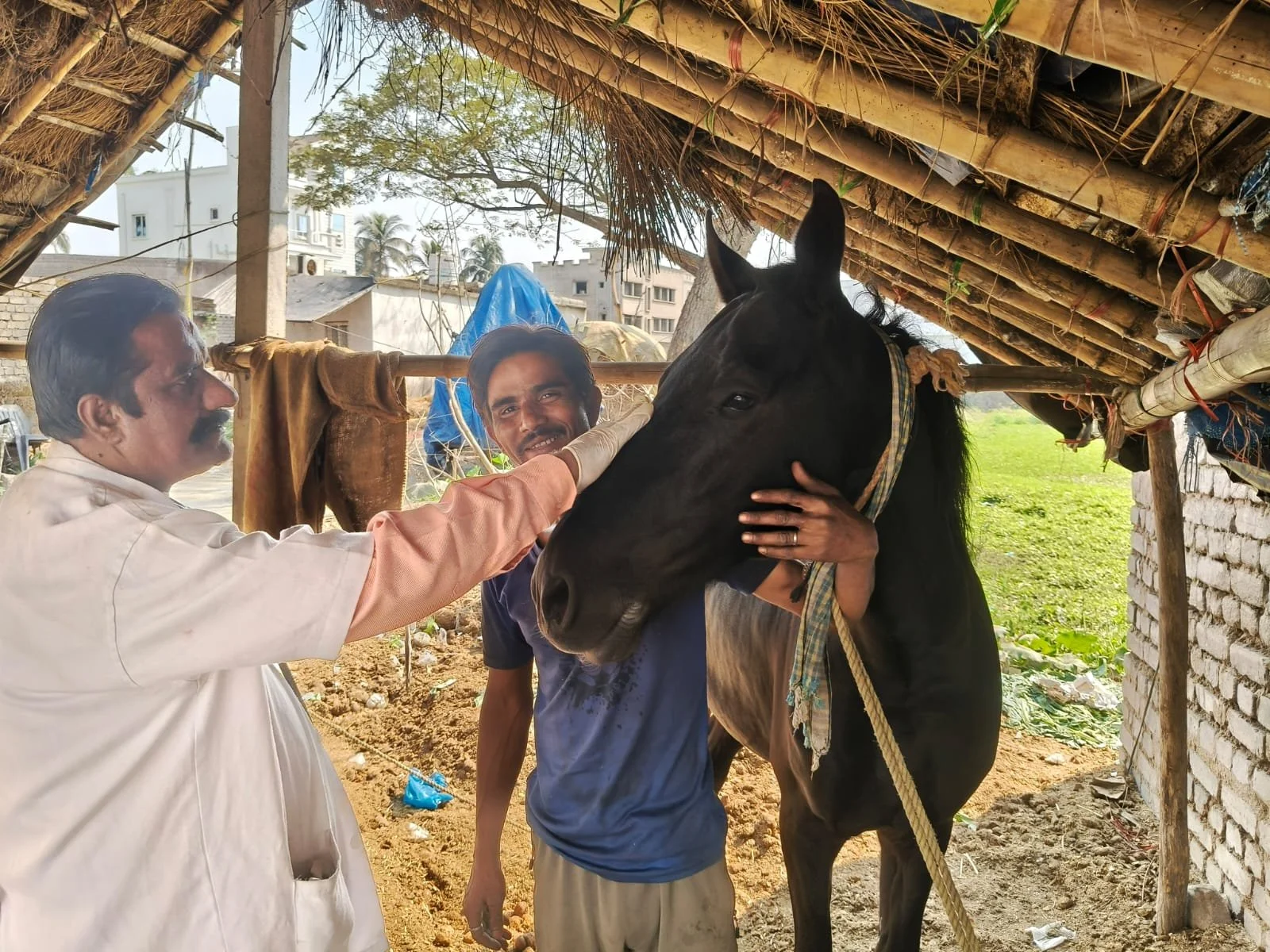 improving quality of life for horses &amp; bullocks in india