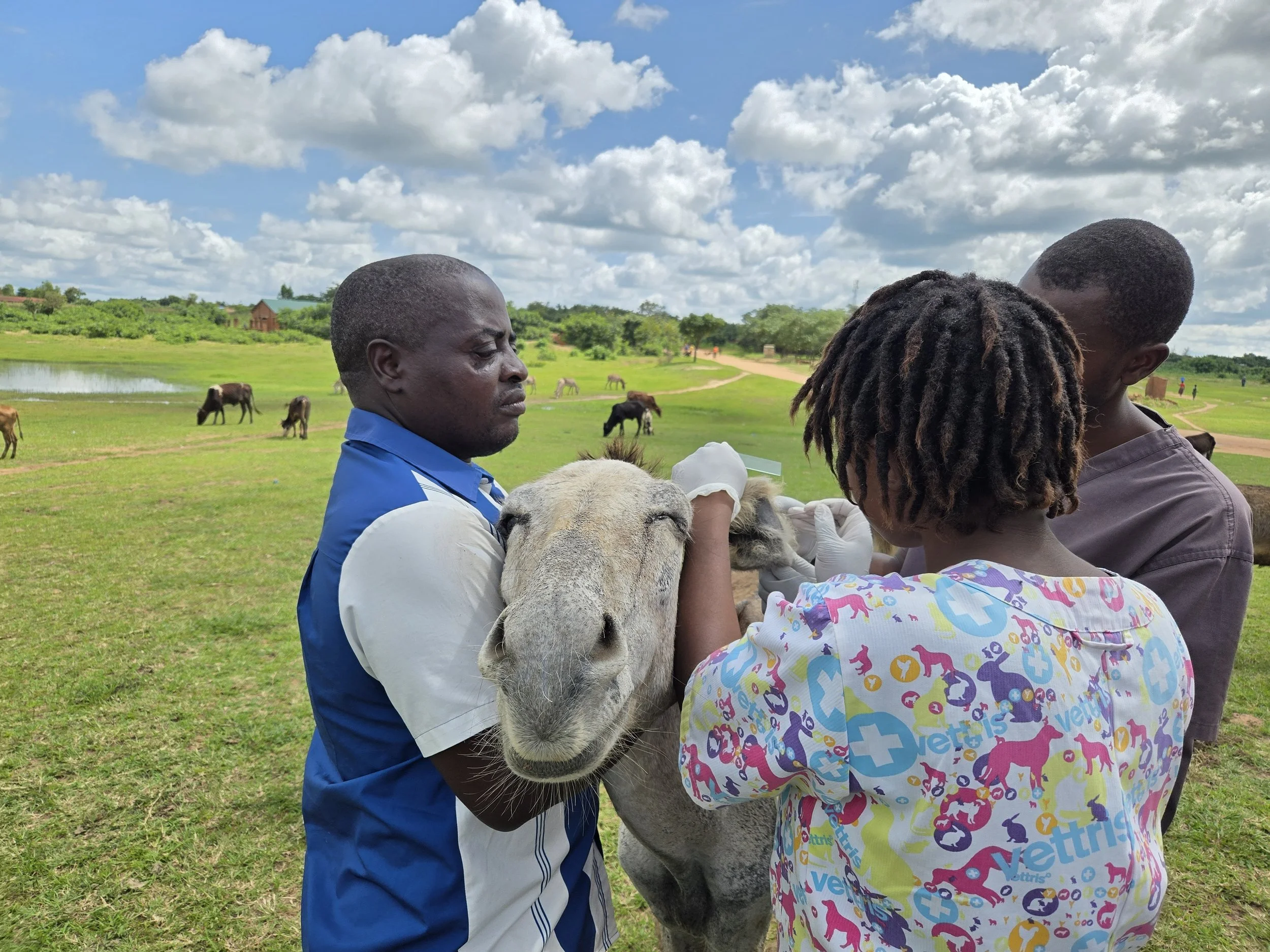 improved donkey welfare in lilongwe shows the value of education