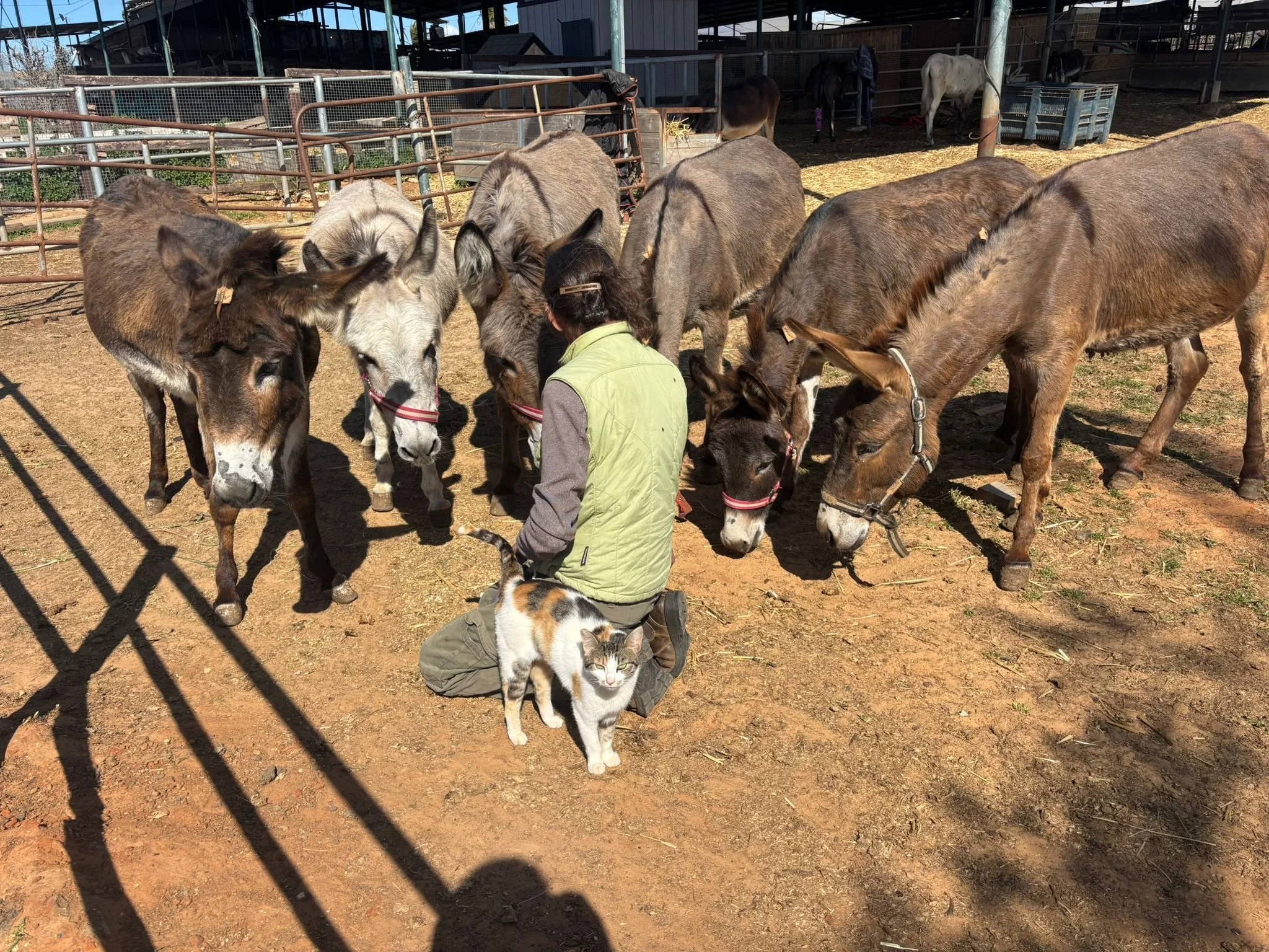 New Beginning for Donkeys in Israel: Psychological Rehabilitation at the Hope Complex