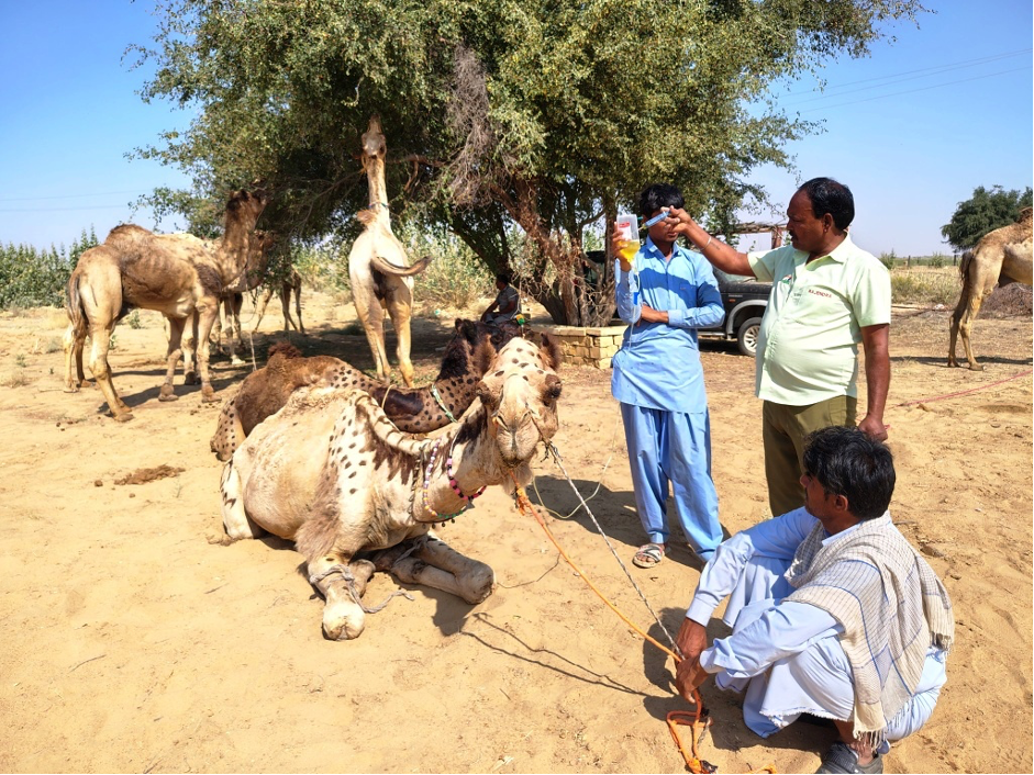 Camels in India’s Tourism Industry Receive Vital Veterinary Care