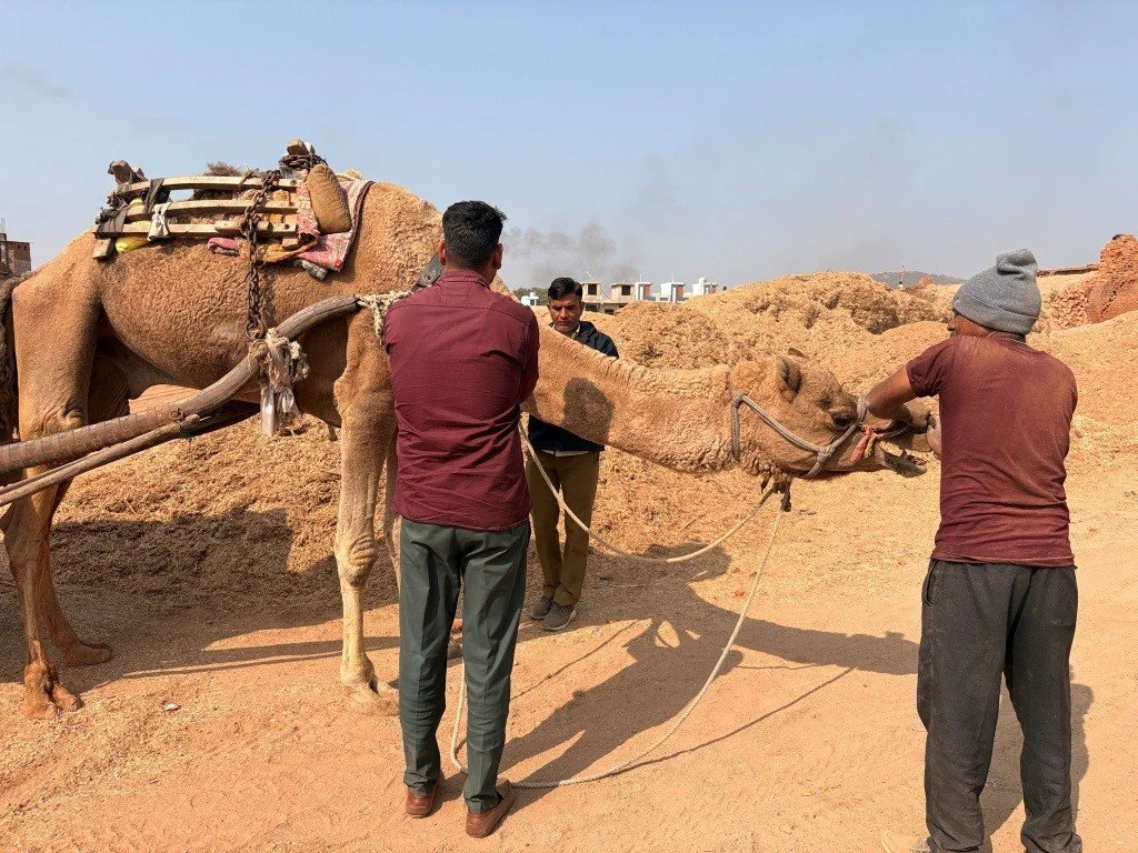 Bringing Relief to Camels in India’s Brick Kilns: Local Care, Global Impact