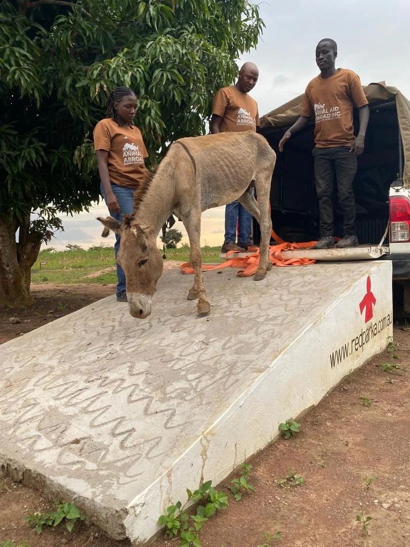 Four More Donkeys Rescued in Tanzania: Local Partnerships Creating Global Impact