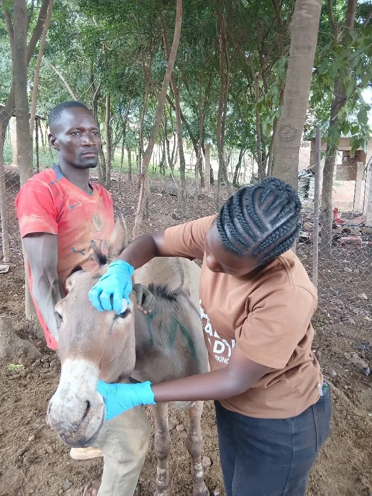 Transforming Suffering into Healing: Donkey Welfare in Tanzania’s Gold Mines