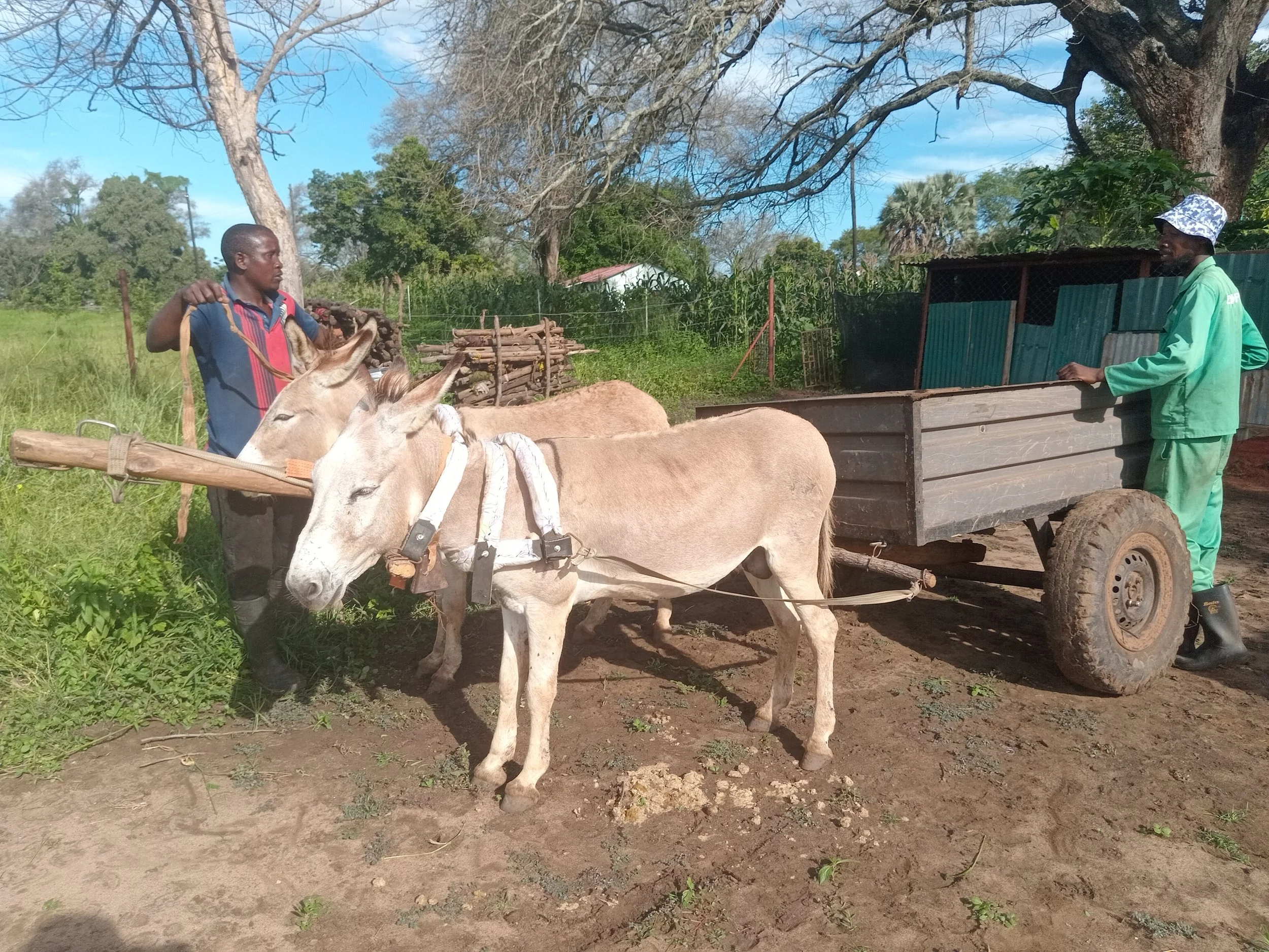 Progress for Working Donkey Welfare in Zambia: Local Partnerships Driving Global Change