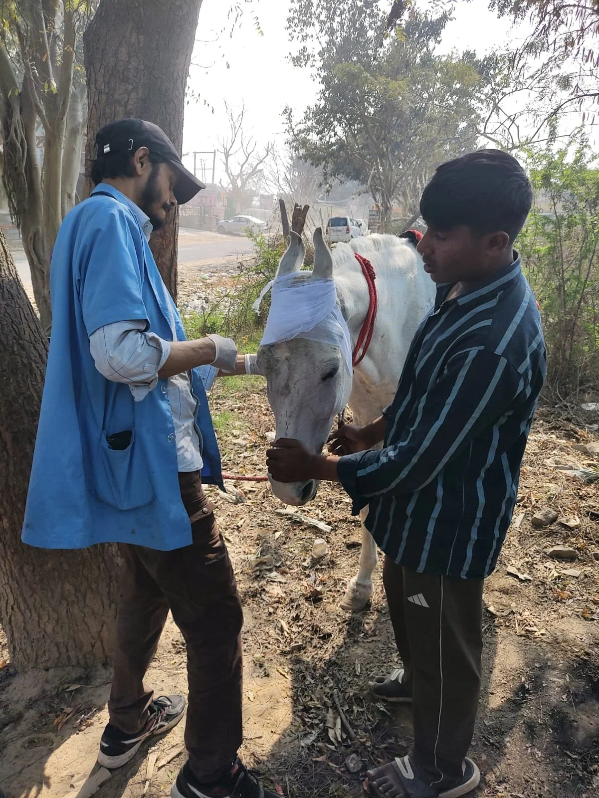 Bringing Relief &amp; Hope to Equines Working on India’s Streets